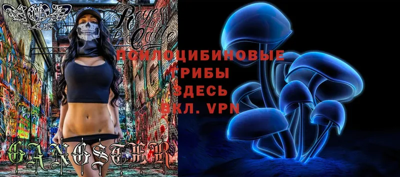 Галлюциногенные грибы Cubensis  Полярные Зори 